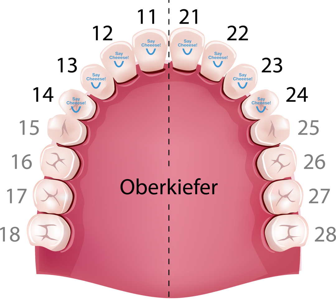 Oberkiefer