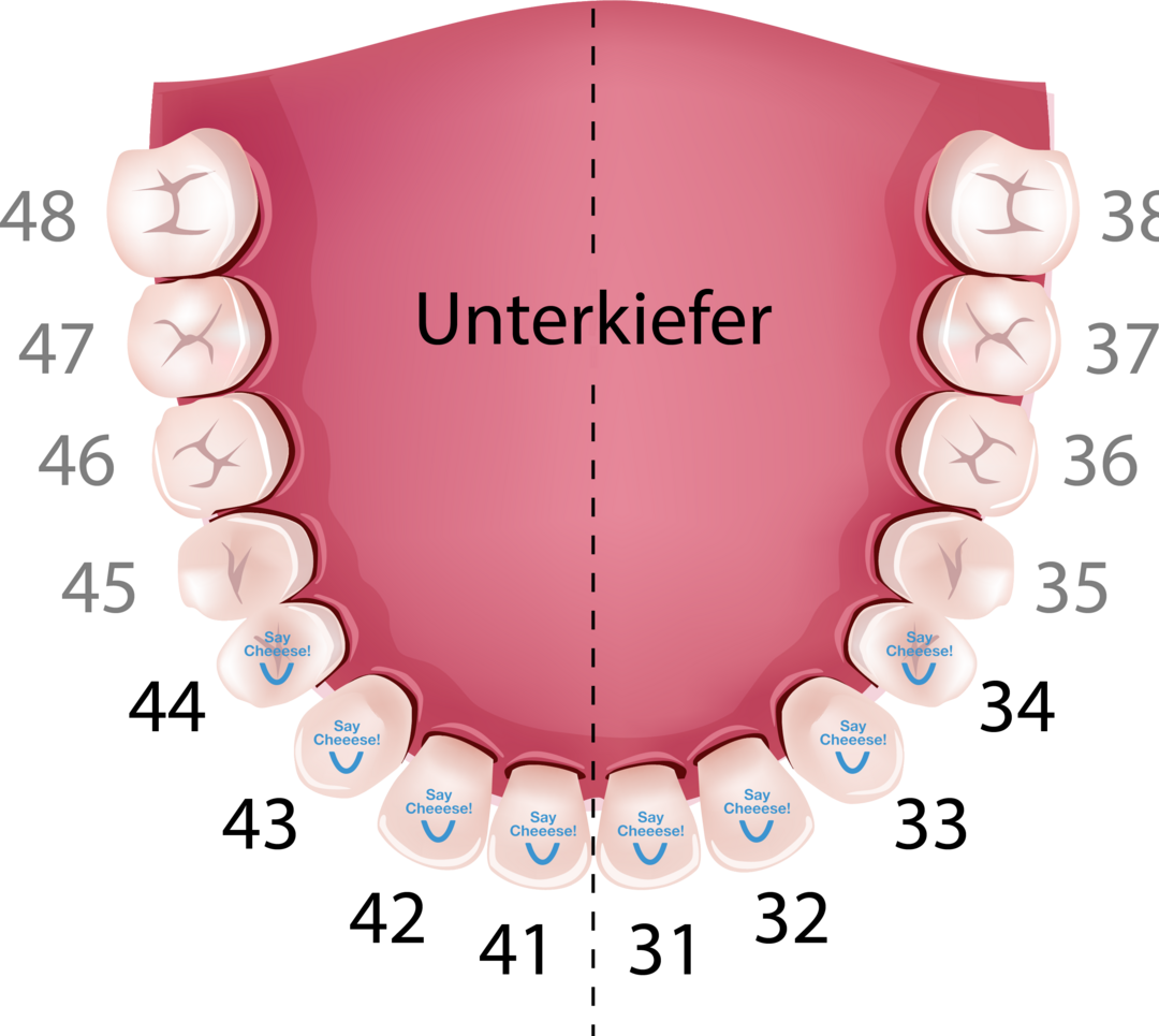 Unterkiefer